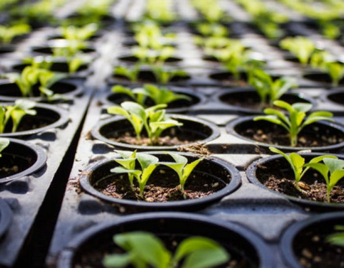 Почему не всходят семена конопли: от ошибок посадки до скрытых угроз