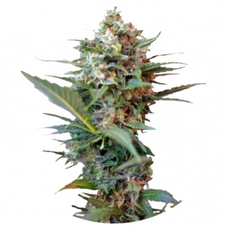 Сорт семян конопли Big Devil XL Auto Fem.