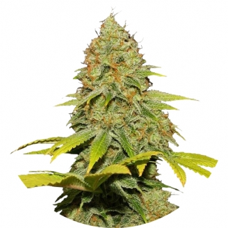 Сорт семян конопли Jack Herer Reg.